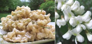 Le pringtemp : le temps des beignets de fleur d'acacia !