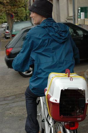 Un chat à bicyclette